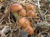 Невиданный урожай грибов в Ковалево!